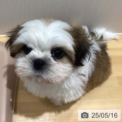 シー・ズーの写真