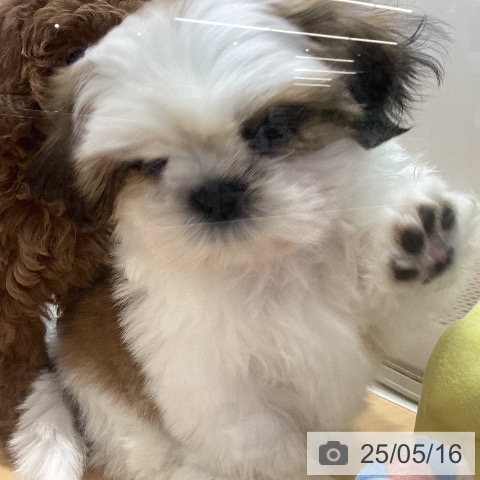 シー・ズーの写真