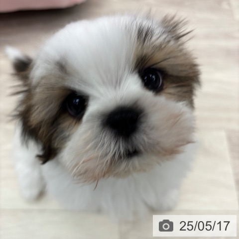 シー・ズーの写真