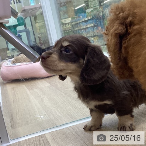 ミニチュア・ダックスフンドの写真