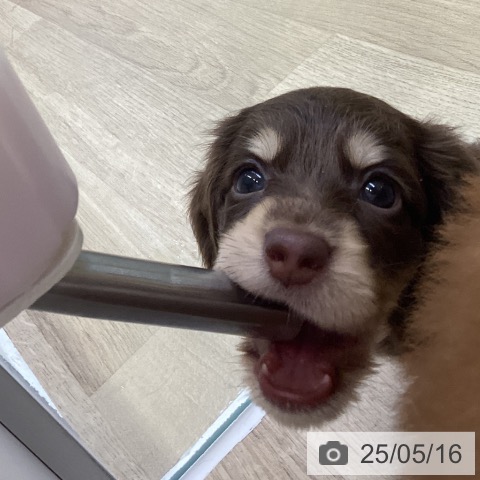 ミニチュア・ダックスフンドの写真
