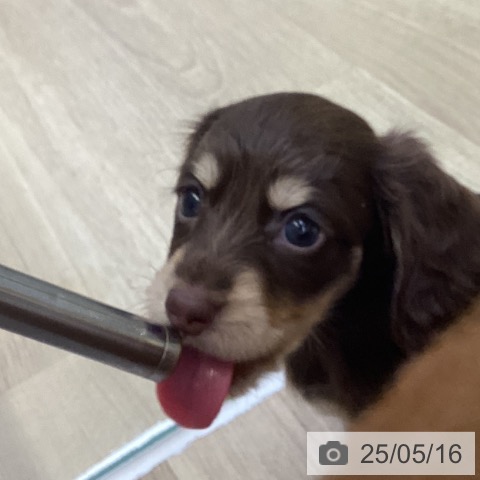 ミニチュア・ダックスフンドの写真