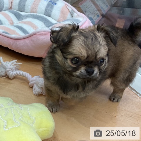 チワワの写真
