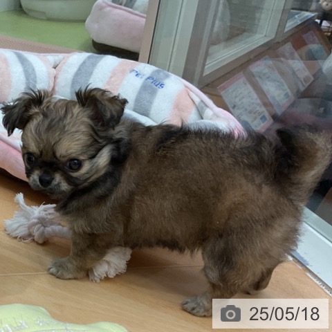 チワワの写真