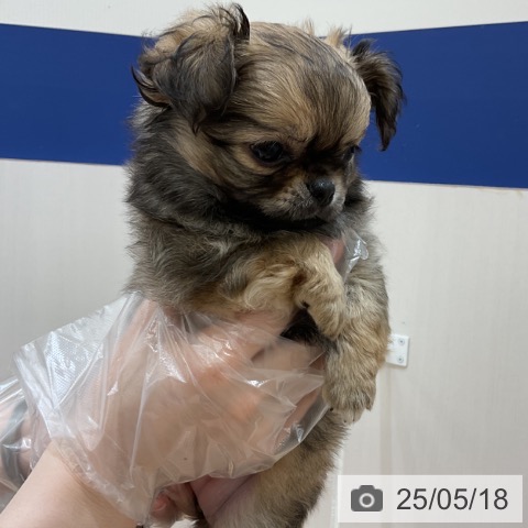 チワワの写真