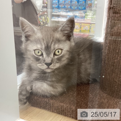 ミヌエットの写真