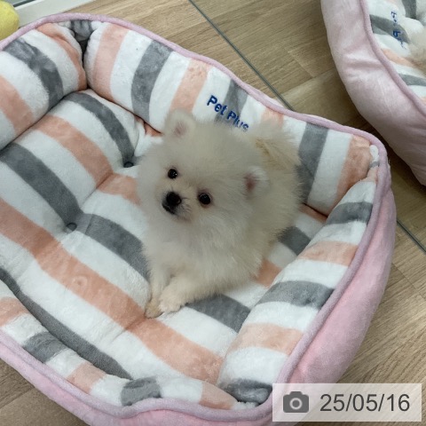 ポメラニアンの写真