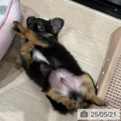 チワワの写真