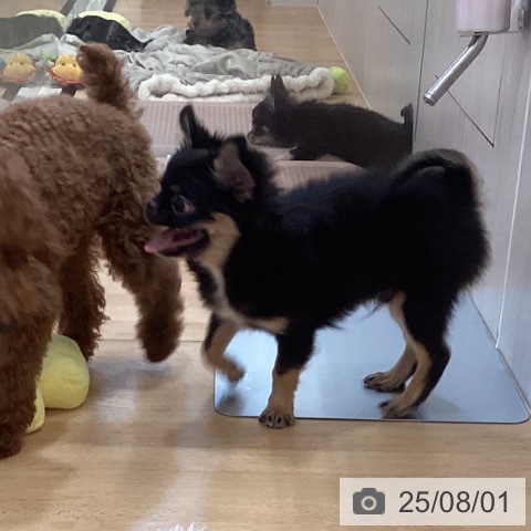 チワワの写真