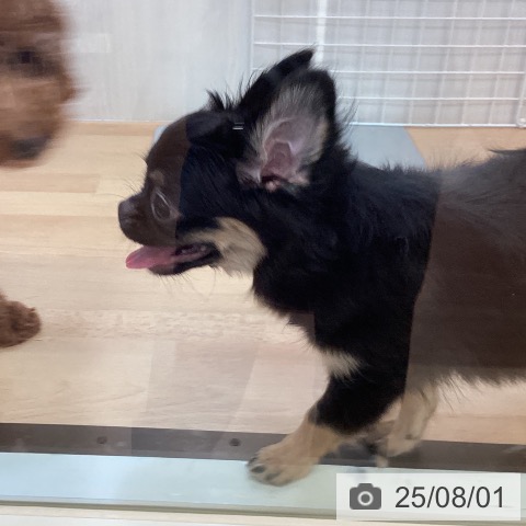 チワワの写真