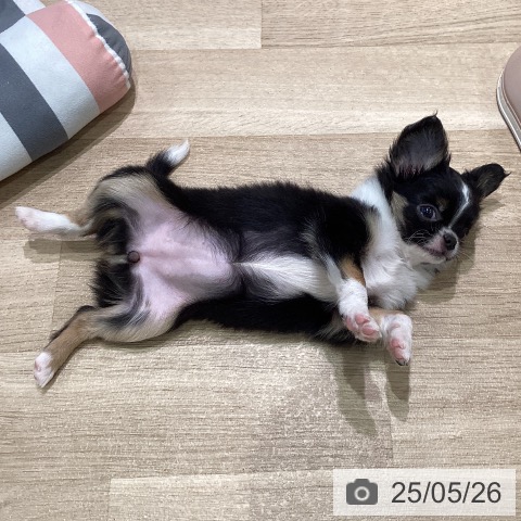 チワワの写真