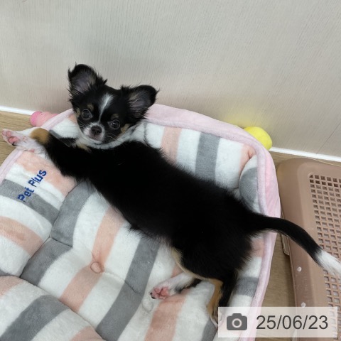 チワワの写真