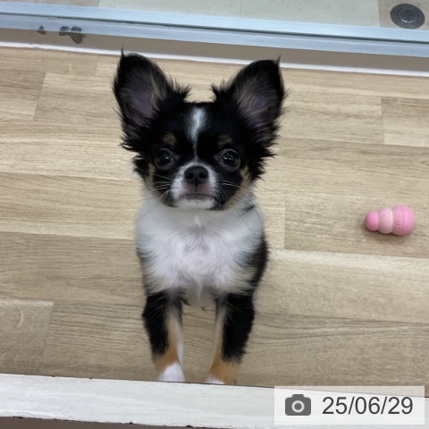 チワワの写真