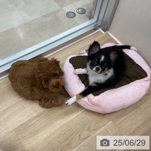 チワワの写真