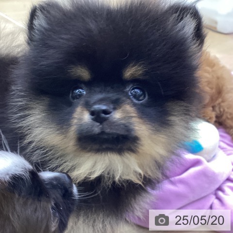 ポメラニアンの写真