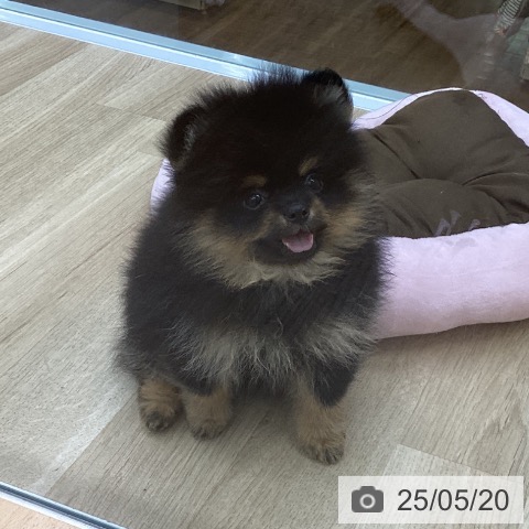 ポメラニアンの写真