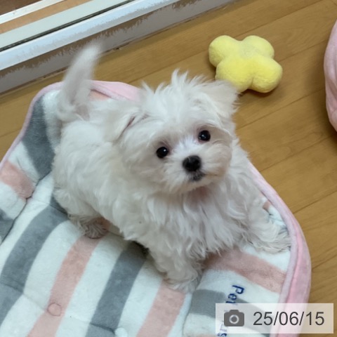 マルチーズの写真