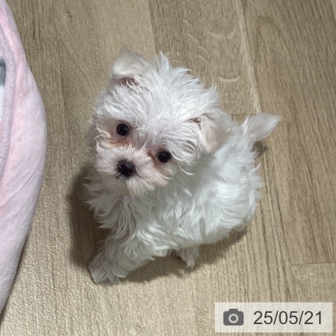 マルチーズの写真