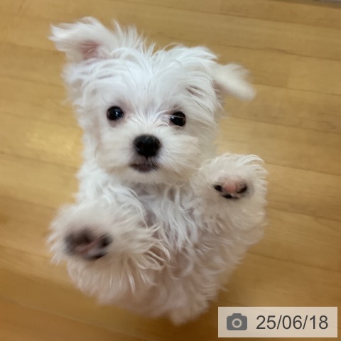 マルチーズの写真