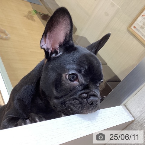 フレンチ・ブルドッグの写真