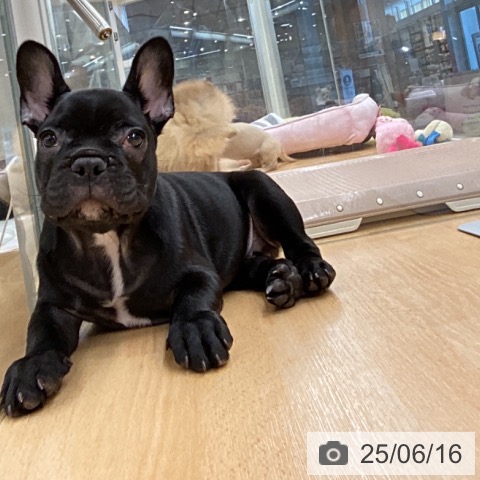 フレンチ・ブルドッグの写真