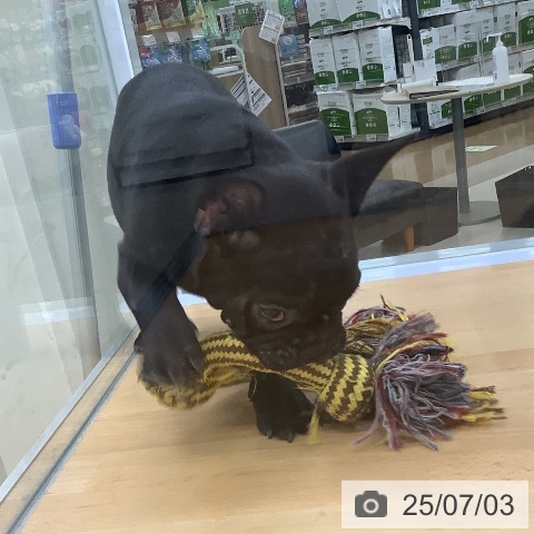 フレンチ・ブルドッグの写真