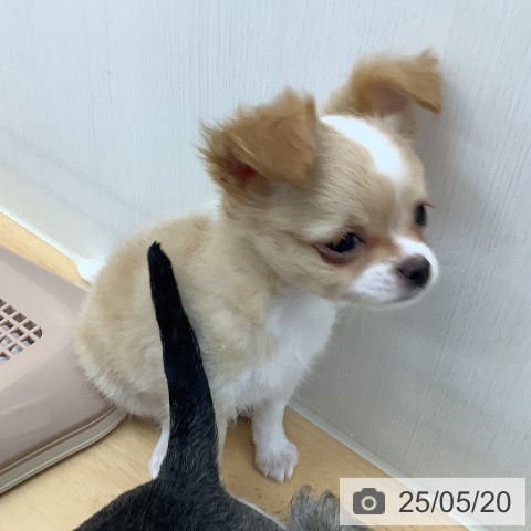 チワワの写真