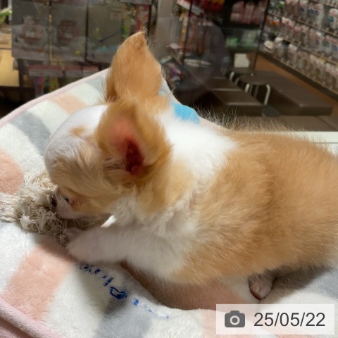 チワワの写真