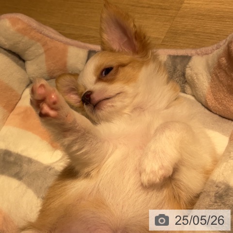 チワワの写真