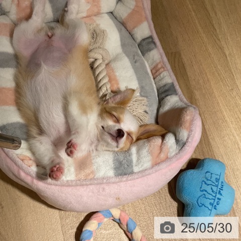 チワワの写真
