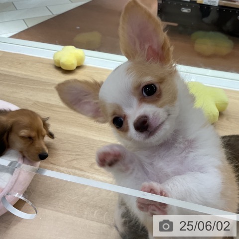 チワワの写真