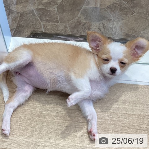 チワワの写真