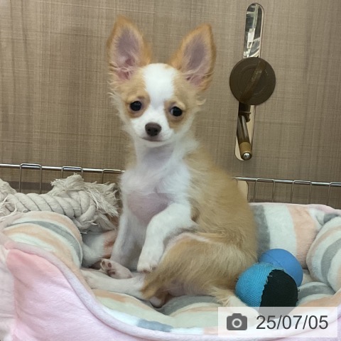チワワの写真