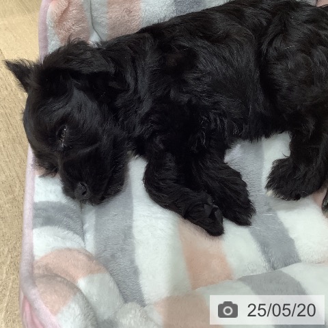 ミニチュア・シュナウザーの写真