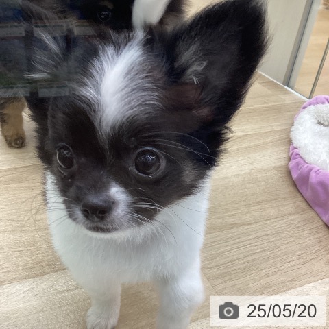 チワワの写真