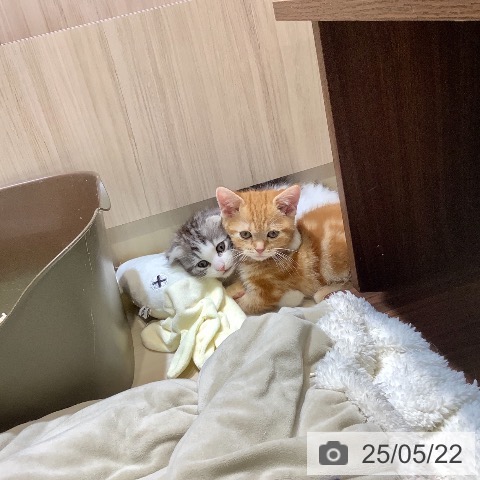 マンチカンの写真