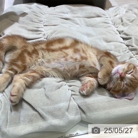 マンチカンの写真