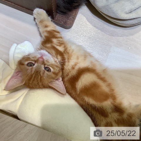 マンチカンの写真