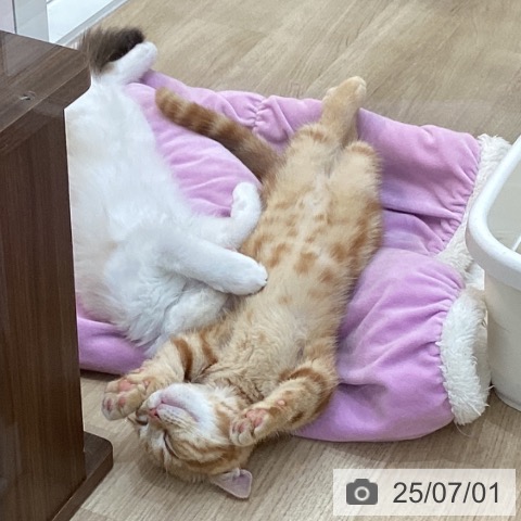 マンチカンの写真