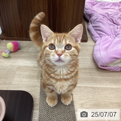 マンチカンの写真