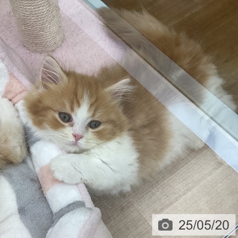 マンチカンの写真