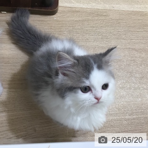 マンチカンの写真