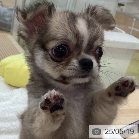 チワワの写真