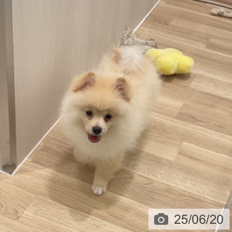 ポメラニアンの写真