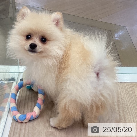 ポメラニアンの写真