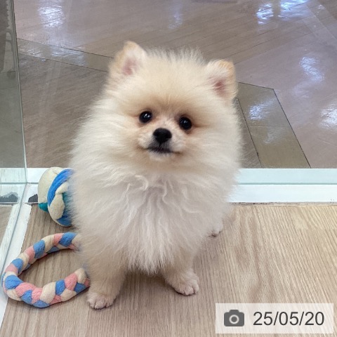 ポメラニアンの写真
