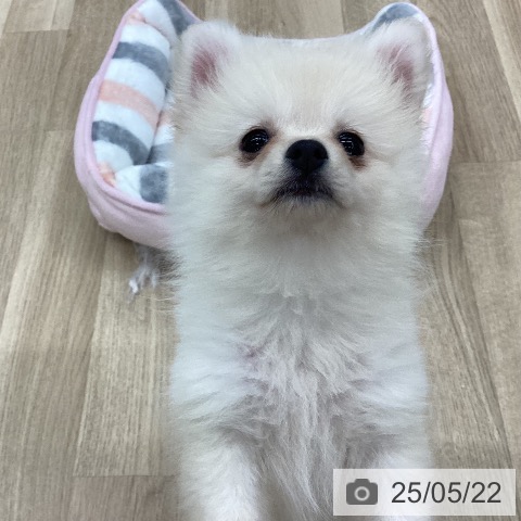 ポメラニアンの写真
