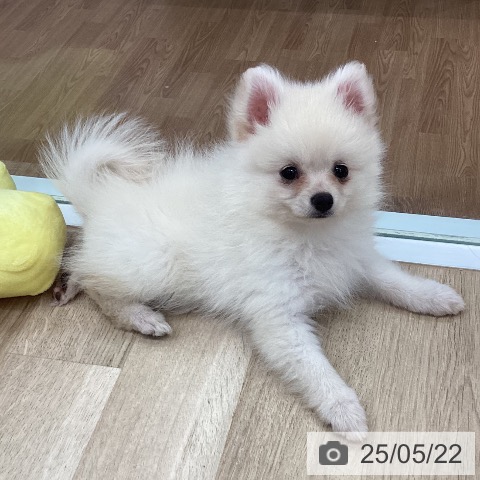 ポメラニアンの写真