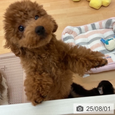 トイ・プードルの写真