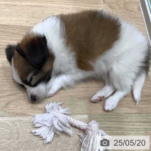 パピヨンの写真